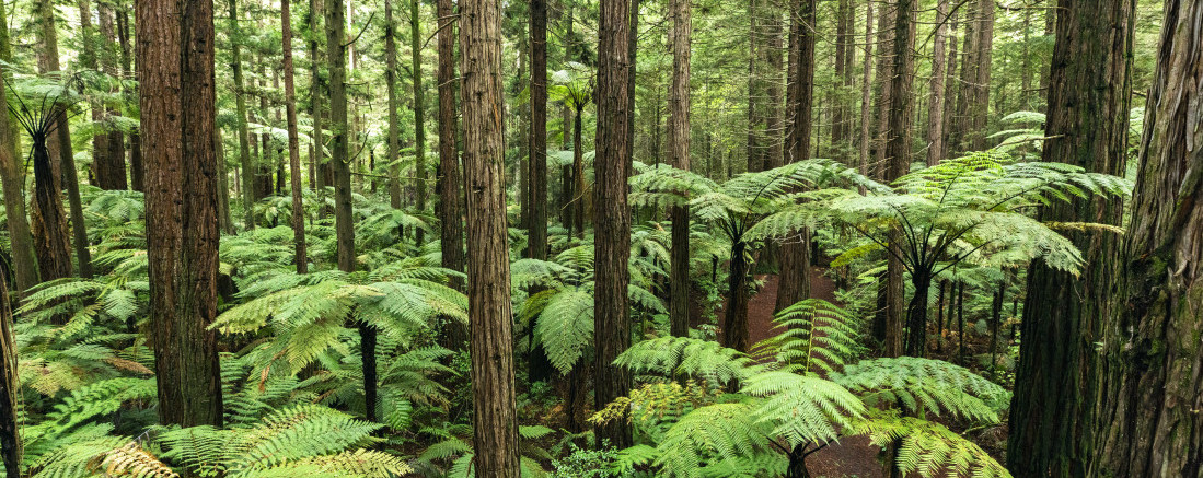 235589 rotorua bay of plenty