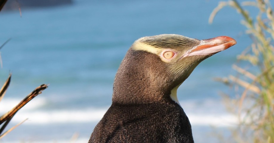 Yellow-eyed Penguin