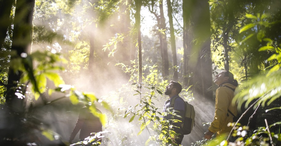 Tourists admiring the forest during Rotorua Canopy Tours 