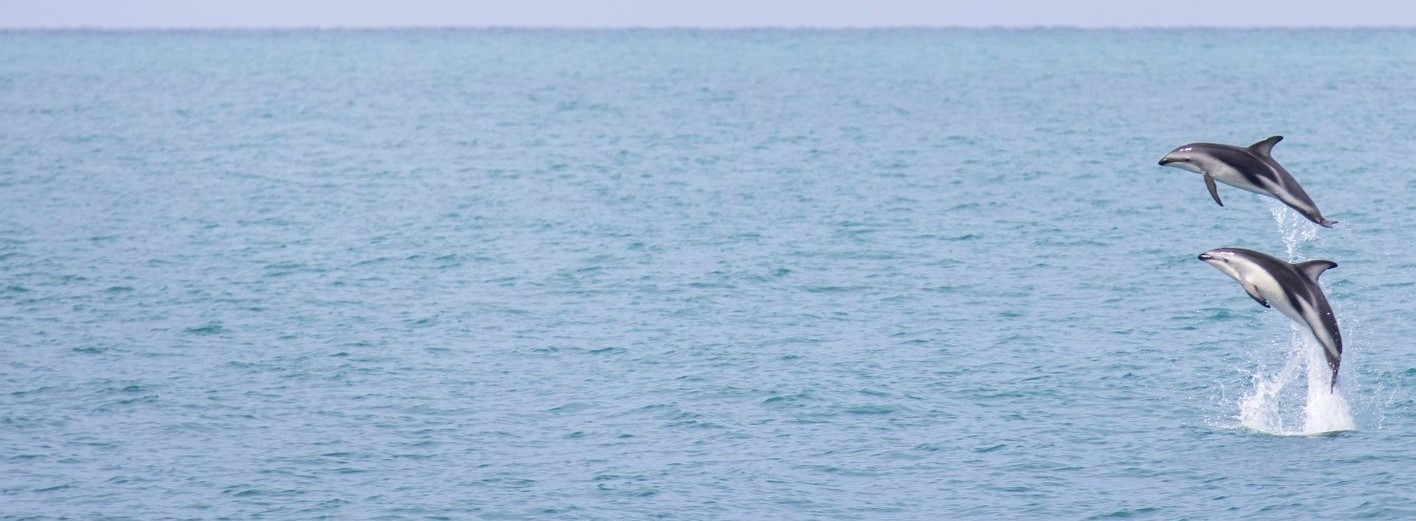 Two dolphins jumping out of the sea